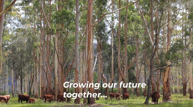 Forestry Australia screenshot