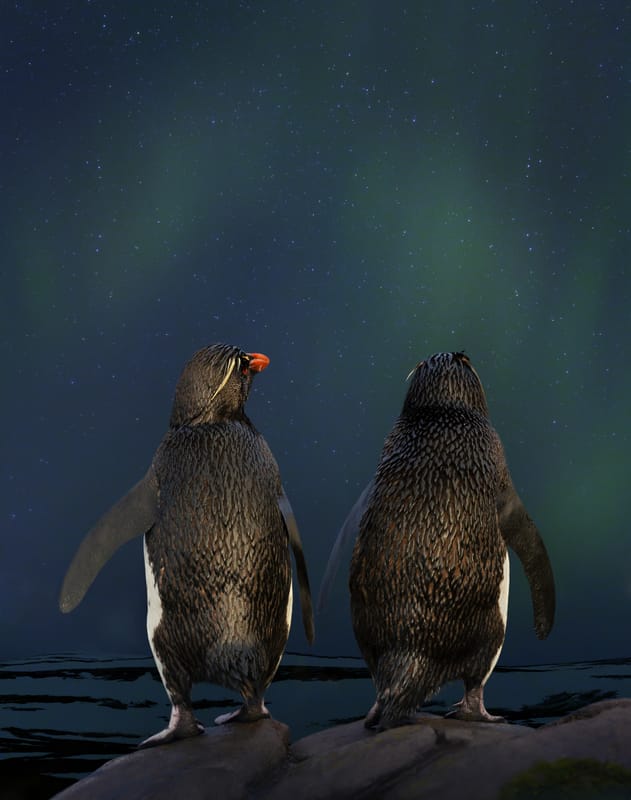 rockhopper penguins