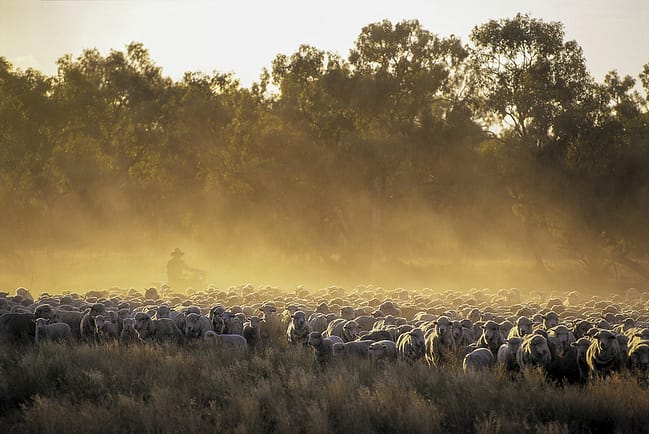 Mob of sheep