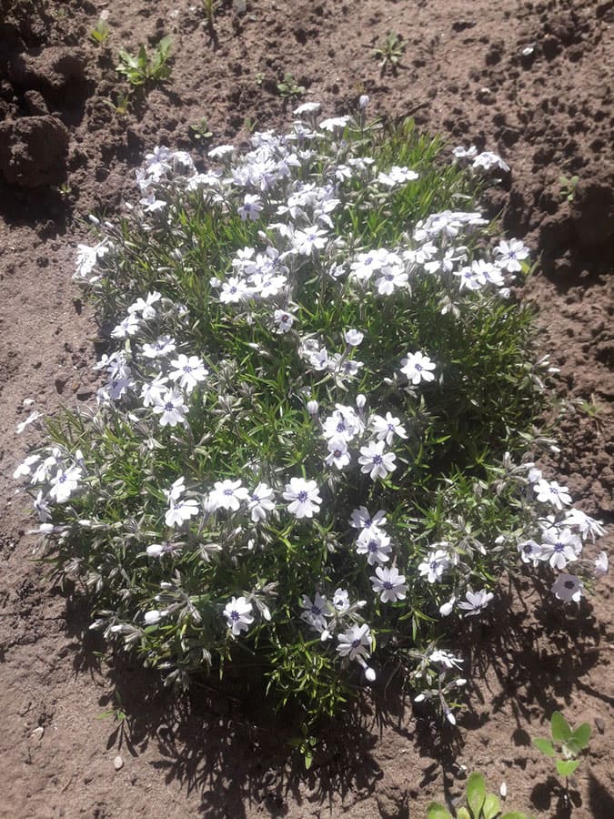 Svetlana's garden