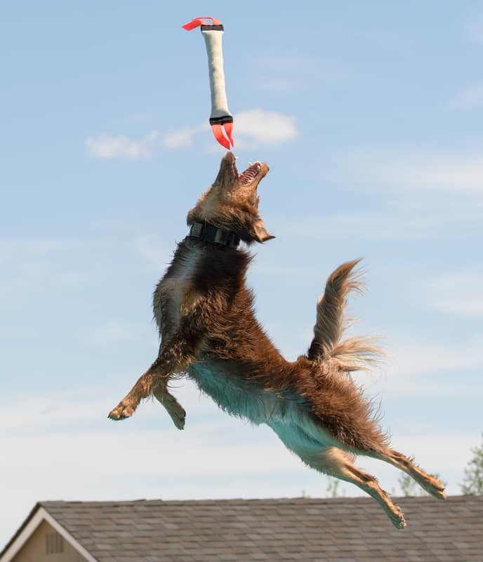 Agility dog