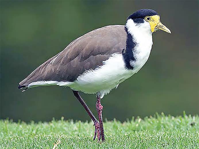 The Masked Lapwing is one of more than 60 species recorded at the Corryong golf course
