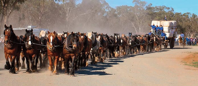The record team of 62 horses pulls a wagon at Barellan