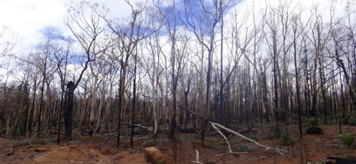 BullichWetland_FBatiniMarch2016 Bullich wetland after fire. Frank Batini 2016