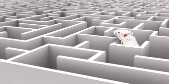 dreamstime_s_62111292 mouse in maze