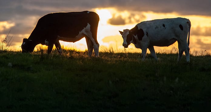 Dairy_2020_banner