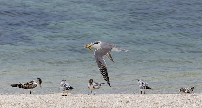 dreamstime_s_449116596 Greater crested tern