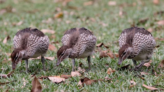dreamstime_s_200343532 Ducks