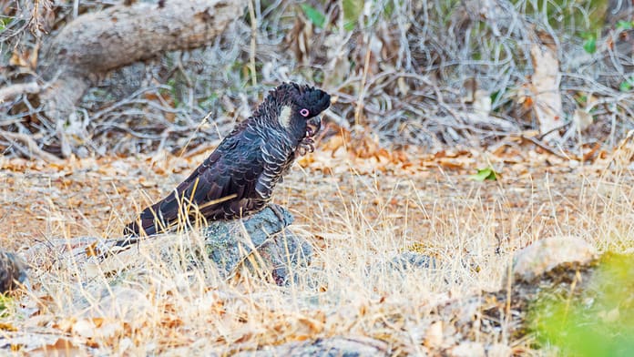 dreamstime_s_126861015 Carnaby's Black Cockatoo