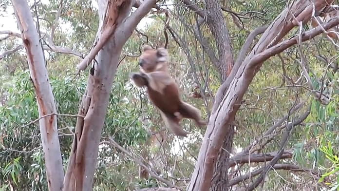 KoalaJumpingKClancyFoundation4.26B Koala jumping