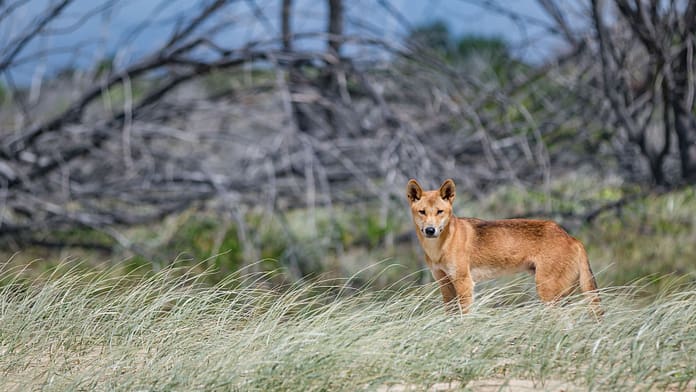 hz-Newretreads-dingo-via-Wikimedia-Commons