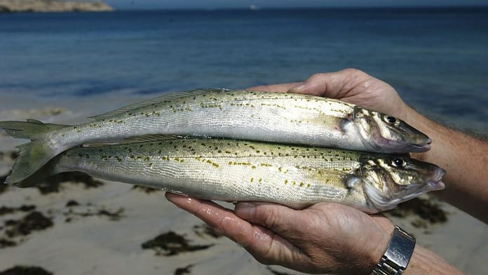 gallery_popup-h