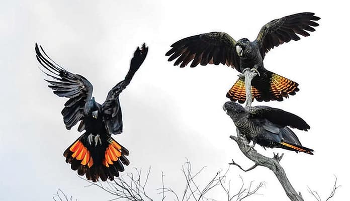 Red-tailed Black Cockatoos