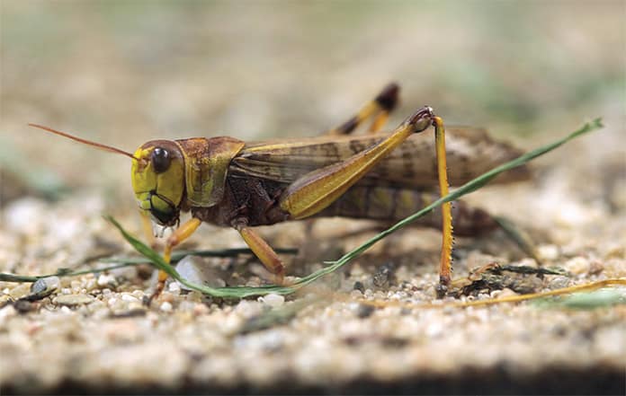 LOCUSTS