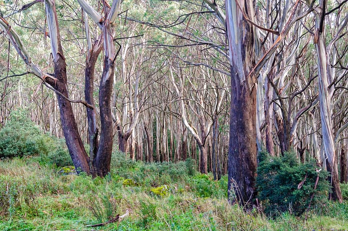 dreamstime_s_222635201 Alpine Ash forest