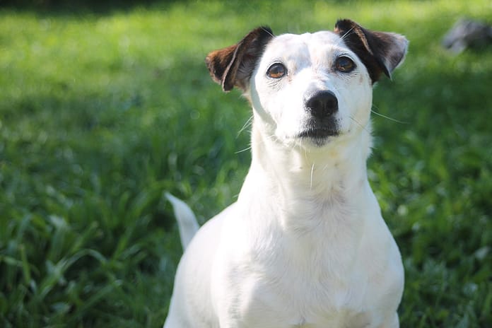 ElizabethJRFC11.24 Elizabeth the Jack Russell