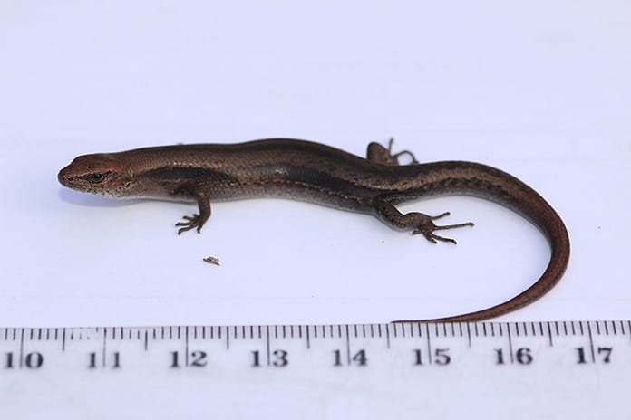 lampropholis-guichenoti