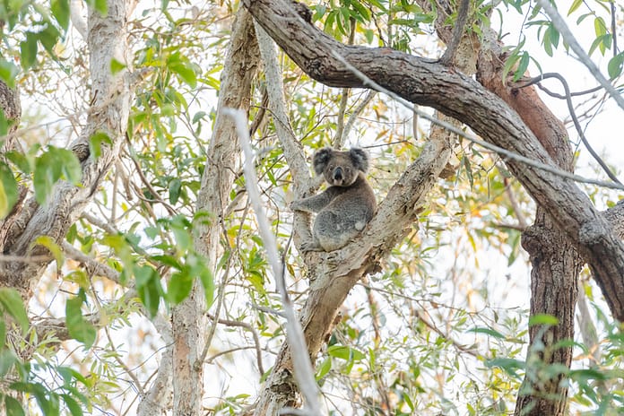 dreamstime_s_257227431 Koala