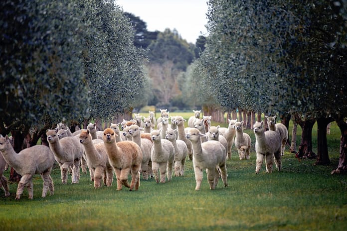 20200829 FleurDeLys-193 Alpacas