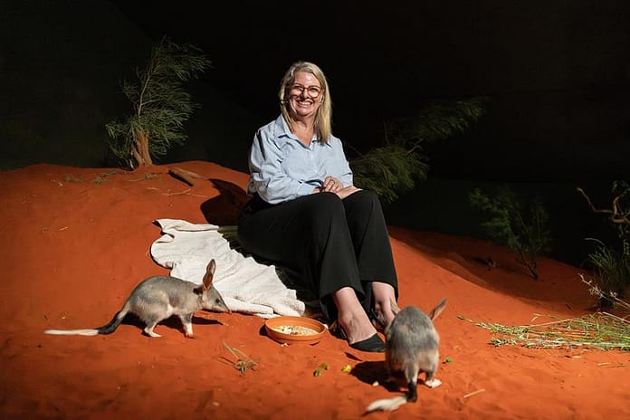 Minister Boothby feeding bilbies at Alice Springs Desert Park.