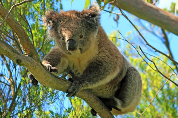 dreamstime_s_93309375 Otways koala