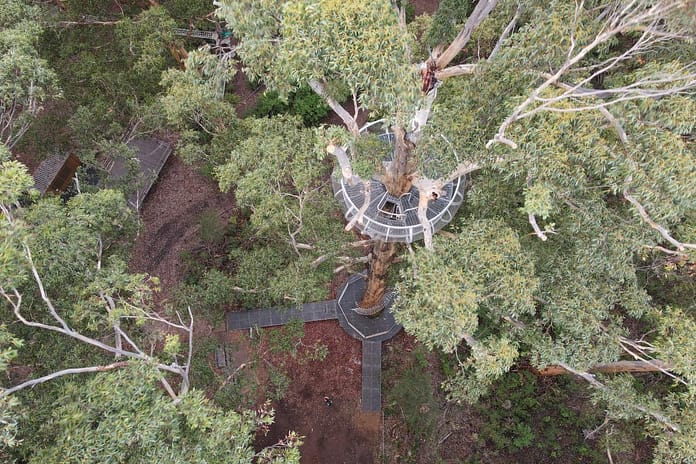 gloucester-tree-gloucester-national-park-dbca2