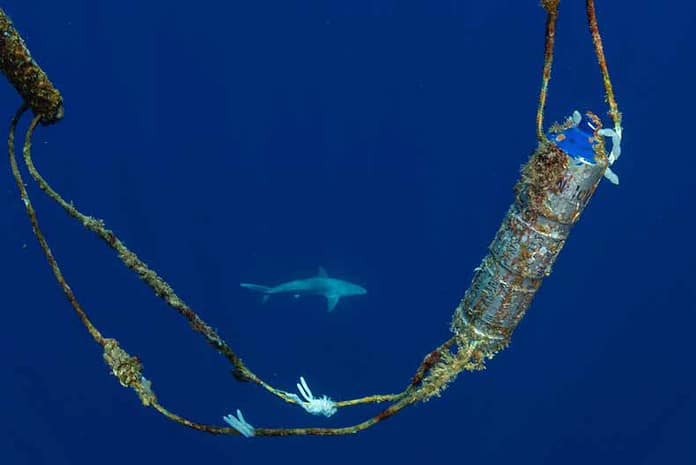 Important Shark and Ray Area recognised around Lord Howe Island