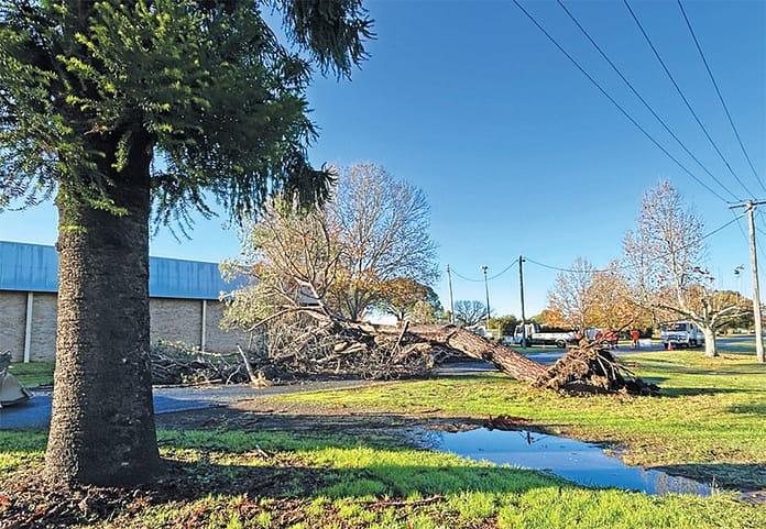 Huge Tree Crashes Down