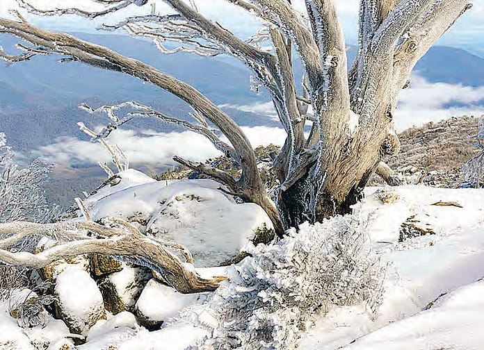 SnowgumsCC3.26 snow gums