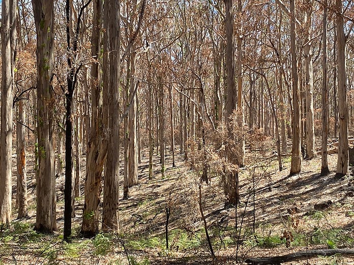 BoranupForestROnfray2.25 Boranup Forest