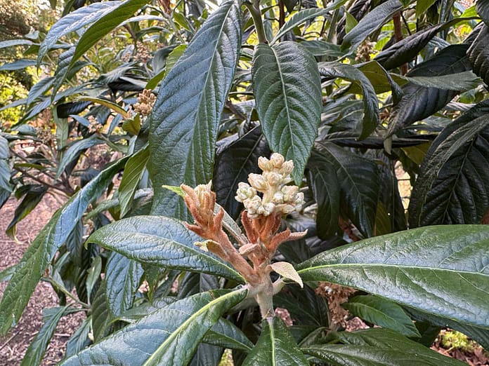 LoquatTreeFCB4.25 Loquat flower