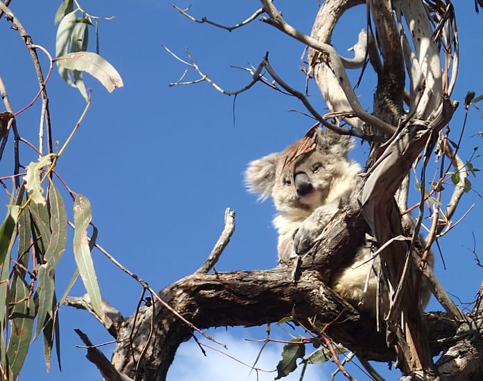 KoalaVJurskis2018_7.25 Koala