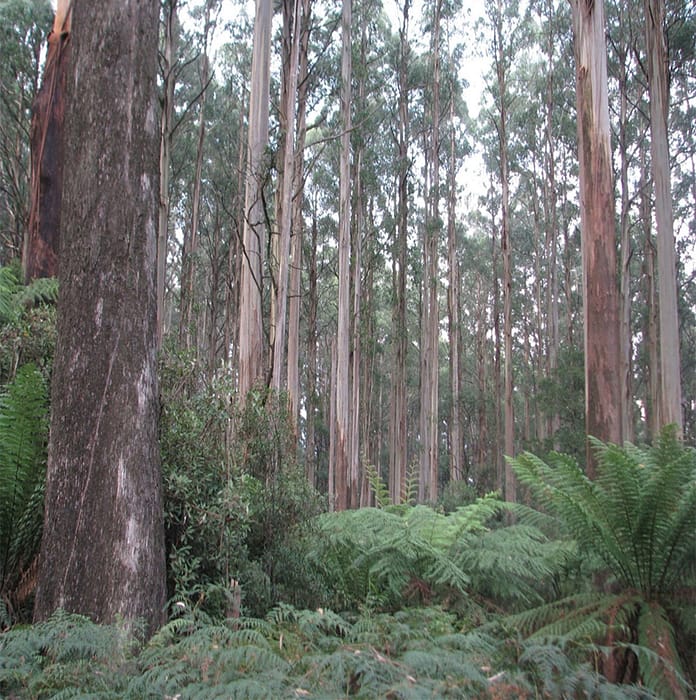 RegrowthMountainAshForestFA12.24 Rgrowth Mountain Ash Forest