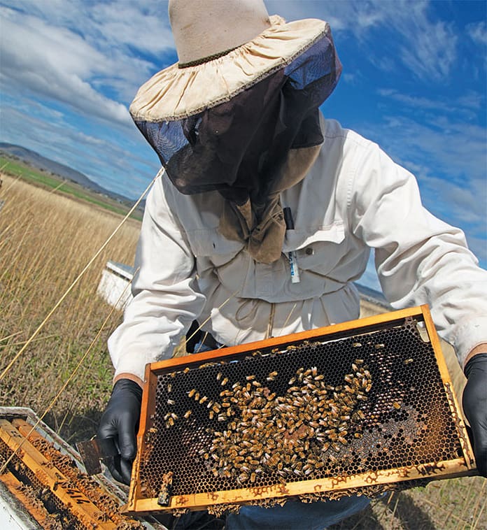 Varroa Mite is here