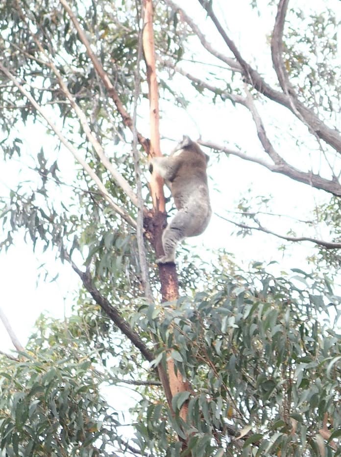 KoalaMallacootaVJurskis2018 Koala Mallacoota 2018