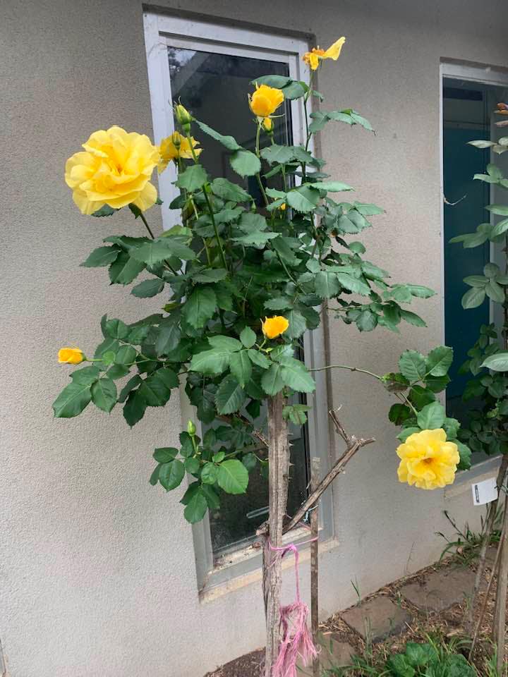 One special rose