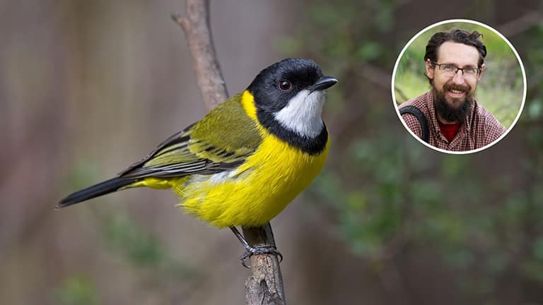 AI tool set to transform woodland bird conservation: Charles Sturt ...