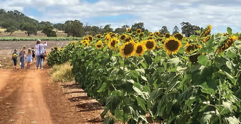 Sunflowers