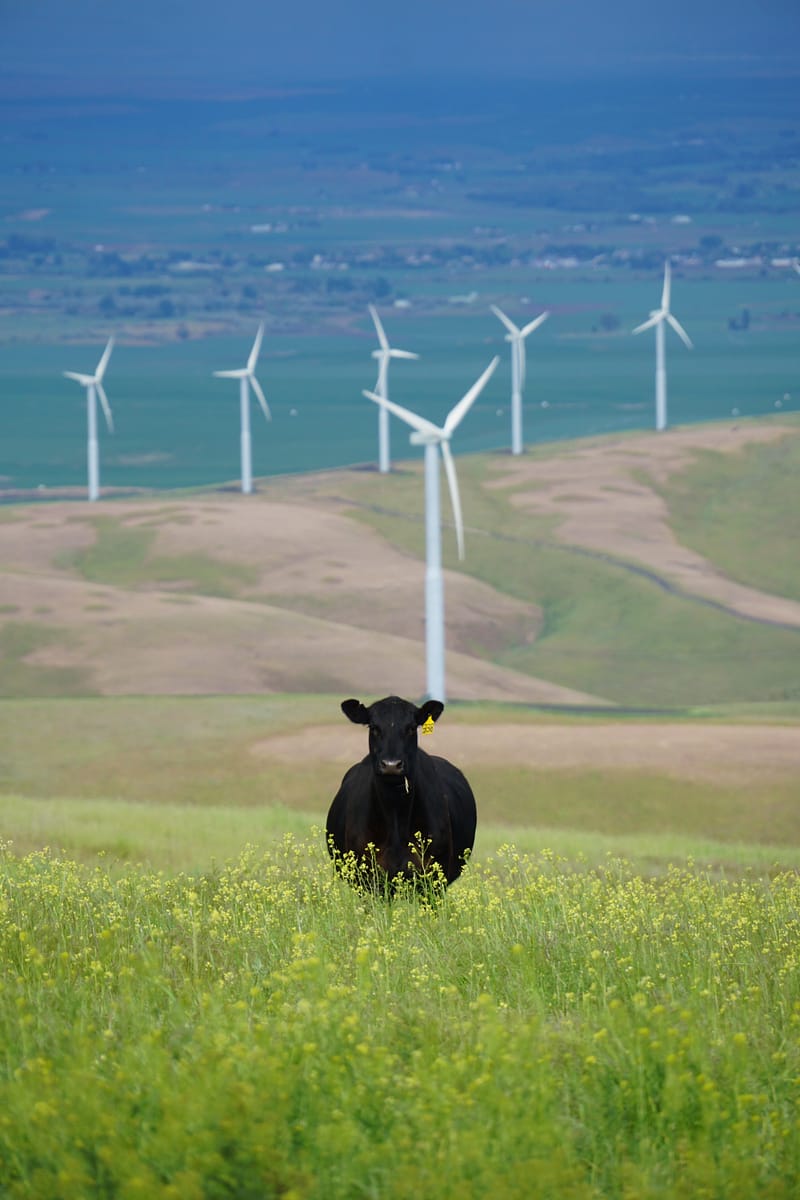 Jack Sloops cow and turbine