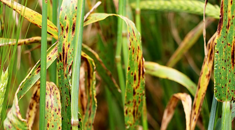 Crop disease