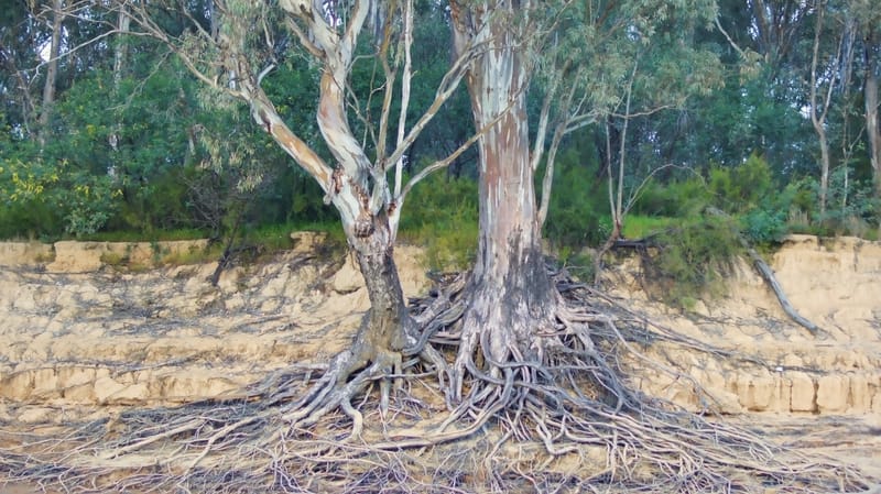 Erosion Murray River at Echuca