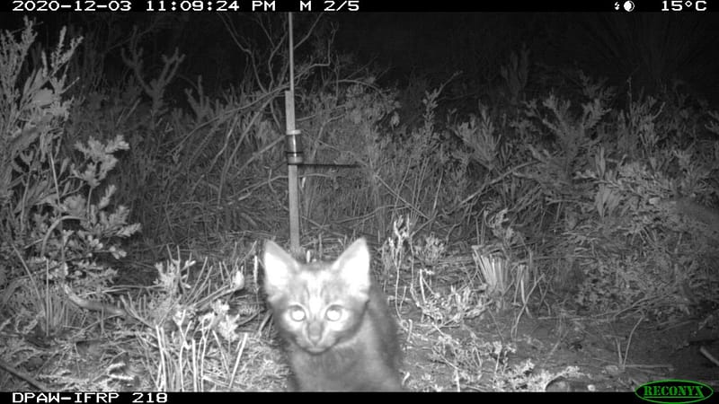 Feral cat