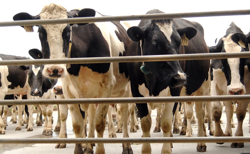Dairy cows