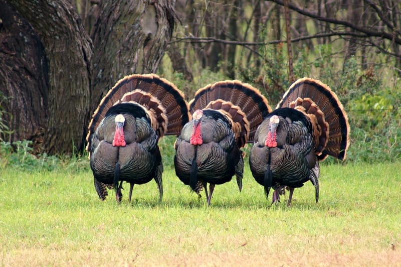 male turkies
