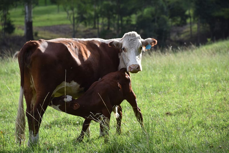 Calf feeding