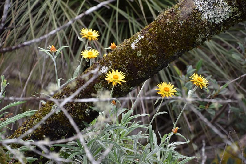 Wildflowers
