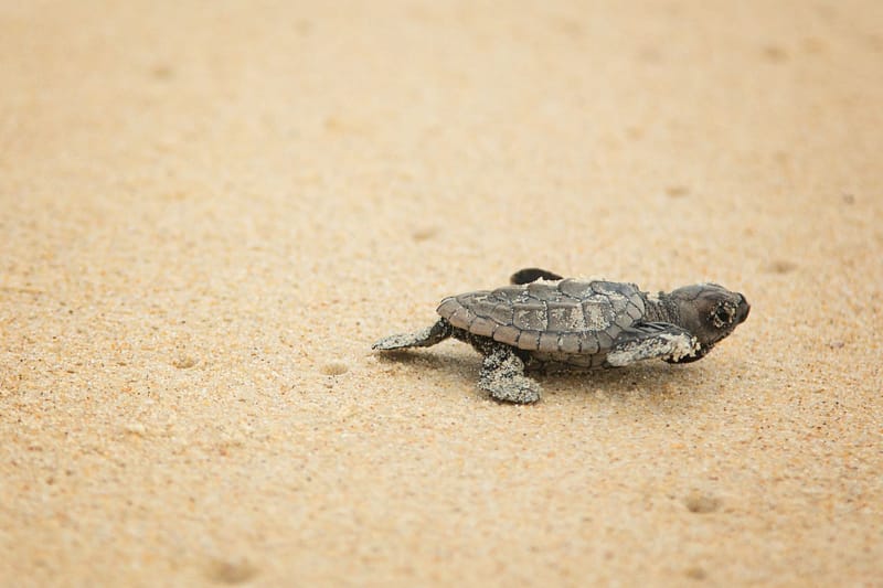 Mystify hatchling