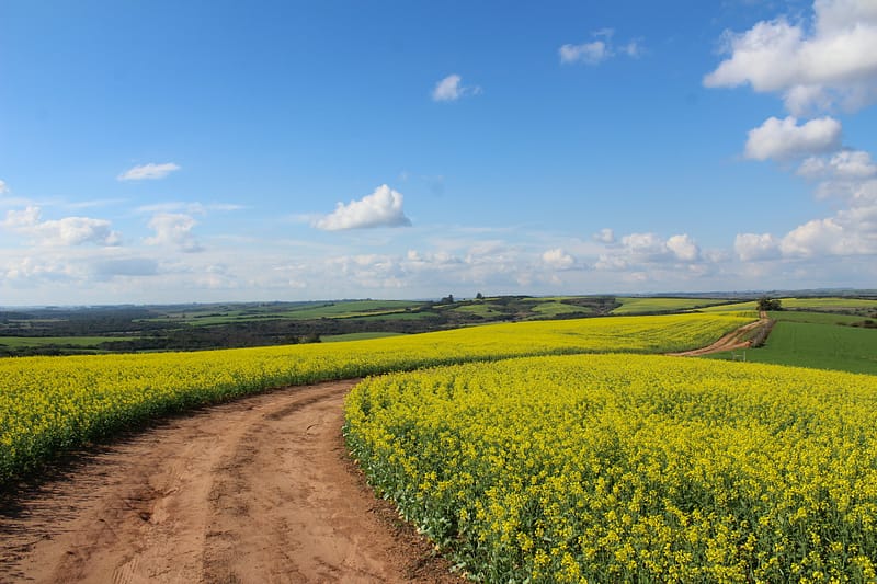 Canola