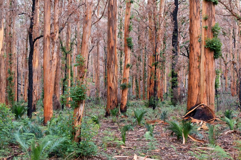 Boranup Karri Forest, WA