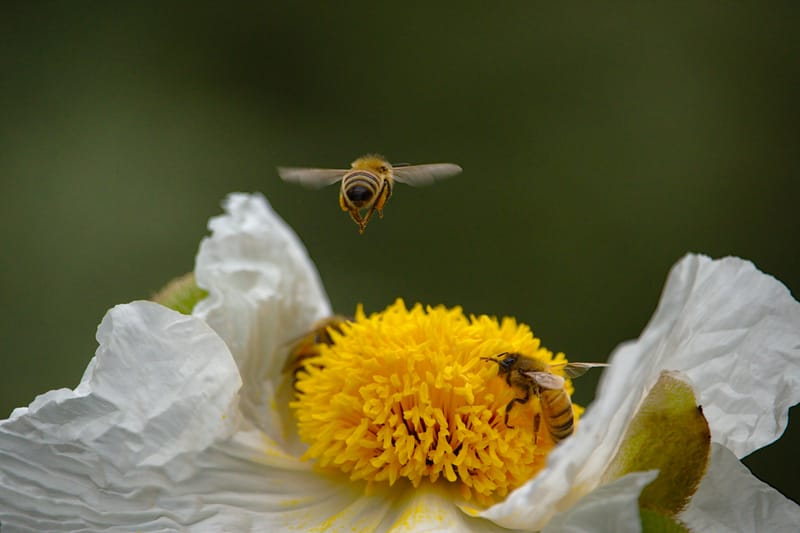 Bees